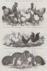 Prijzen van de Grote Metropolitane Pluimveeshow